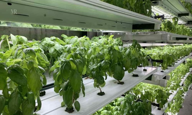 Hydroponic Farming: The Eco-friendly Future | Mirror Review