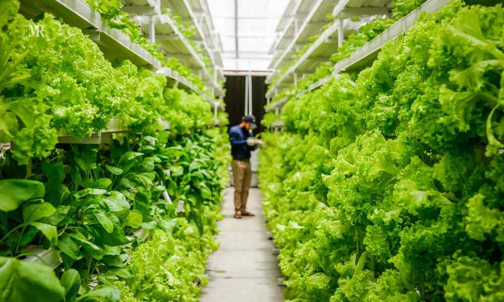 Hydroponic Farming: The Eco-friendly Future | Mirror Review