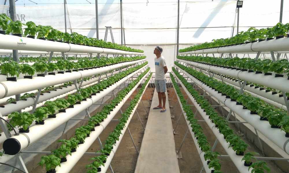 Hydroponic Farming: The Eco-friendly Future | Mirror Review